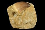 Mosasaur (Prognathodon) Tooth In Rock - Morocco #179282-1